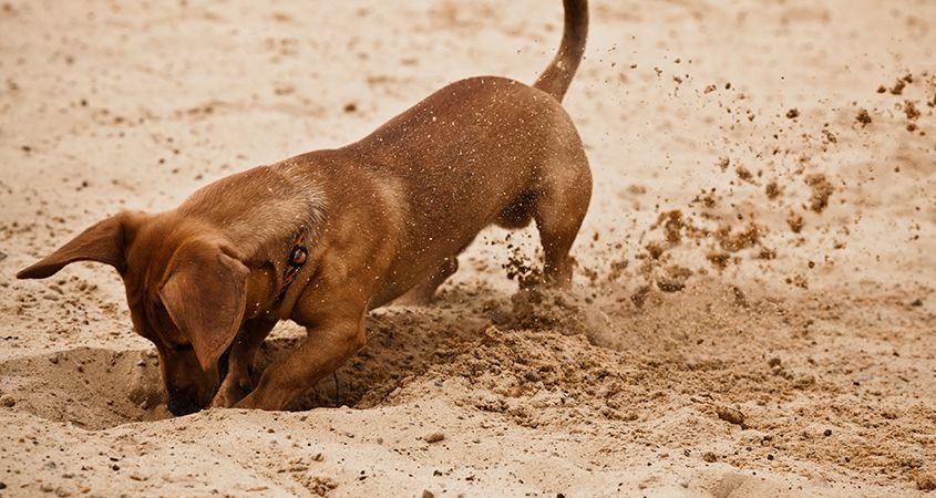 dog-digging-sand dog-digging-sand